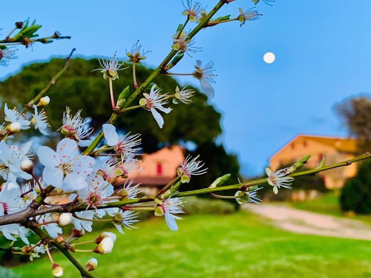 Tenuta Agricola Fraschiera Villa Massa Marittima Esterno foto